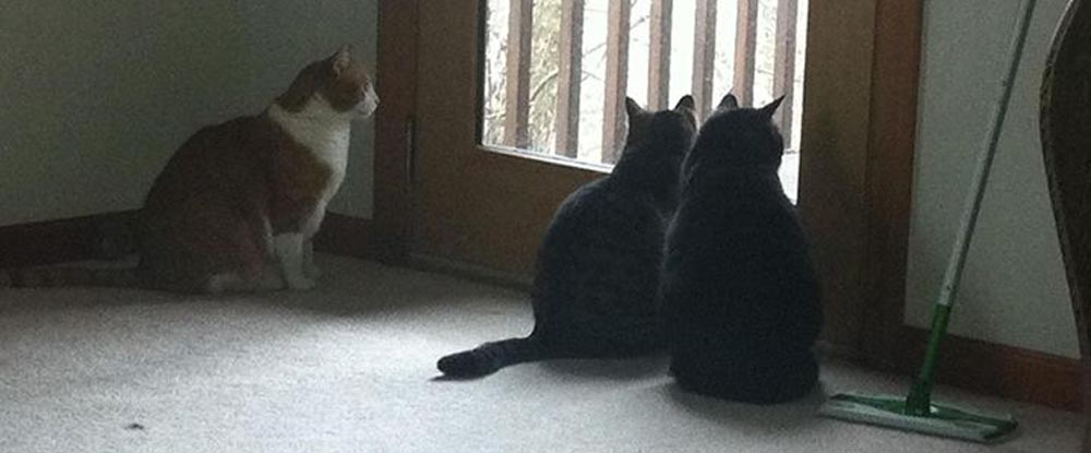 three cats looking out door