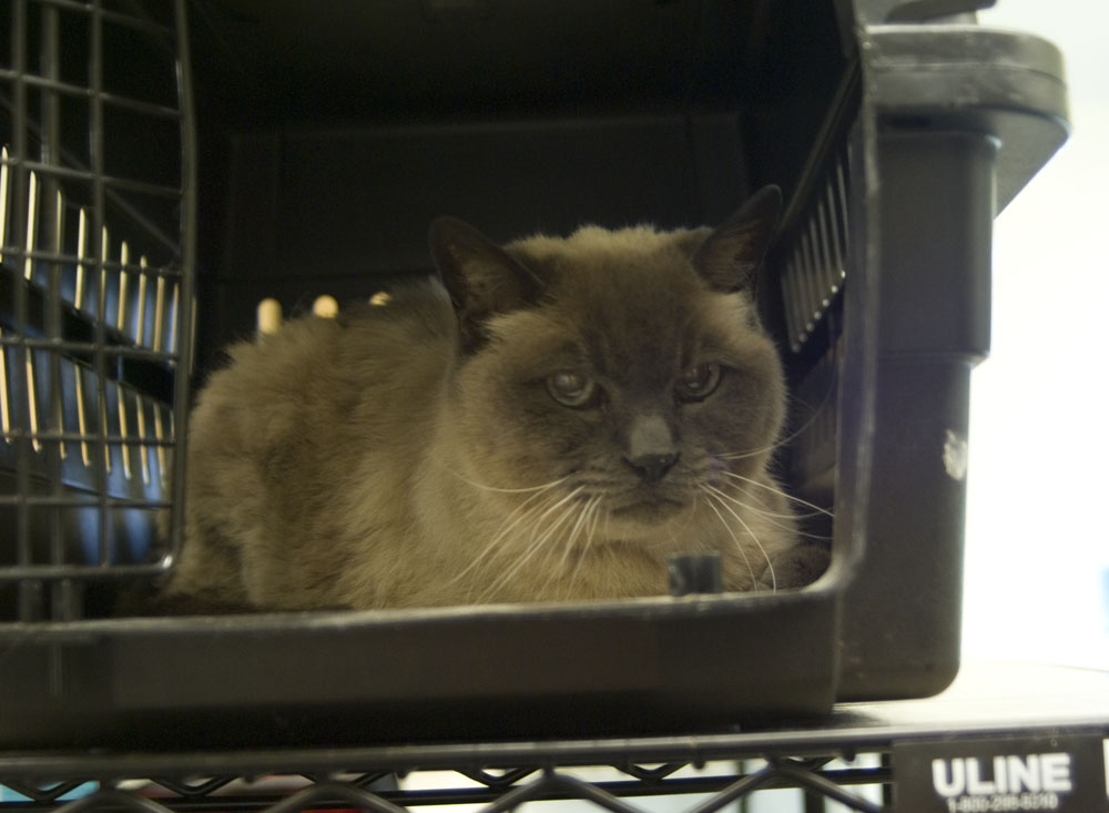 siamese cat in carrier
