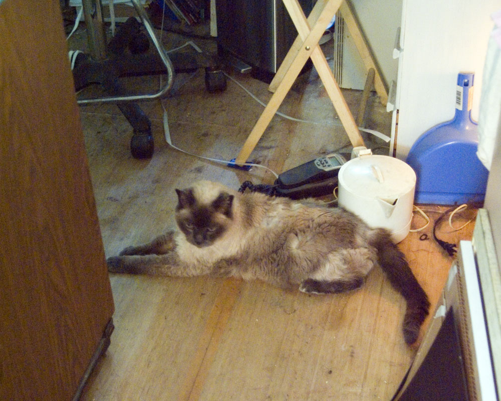 siamese cat on floor