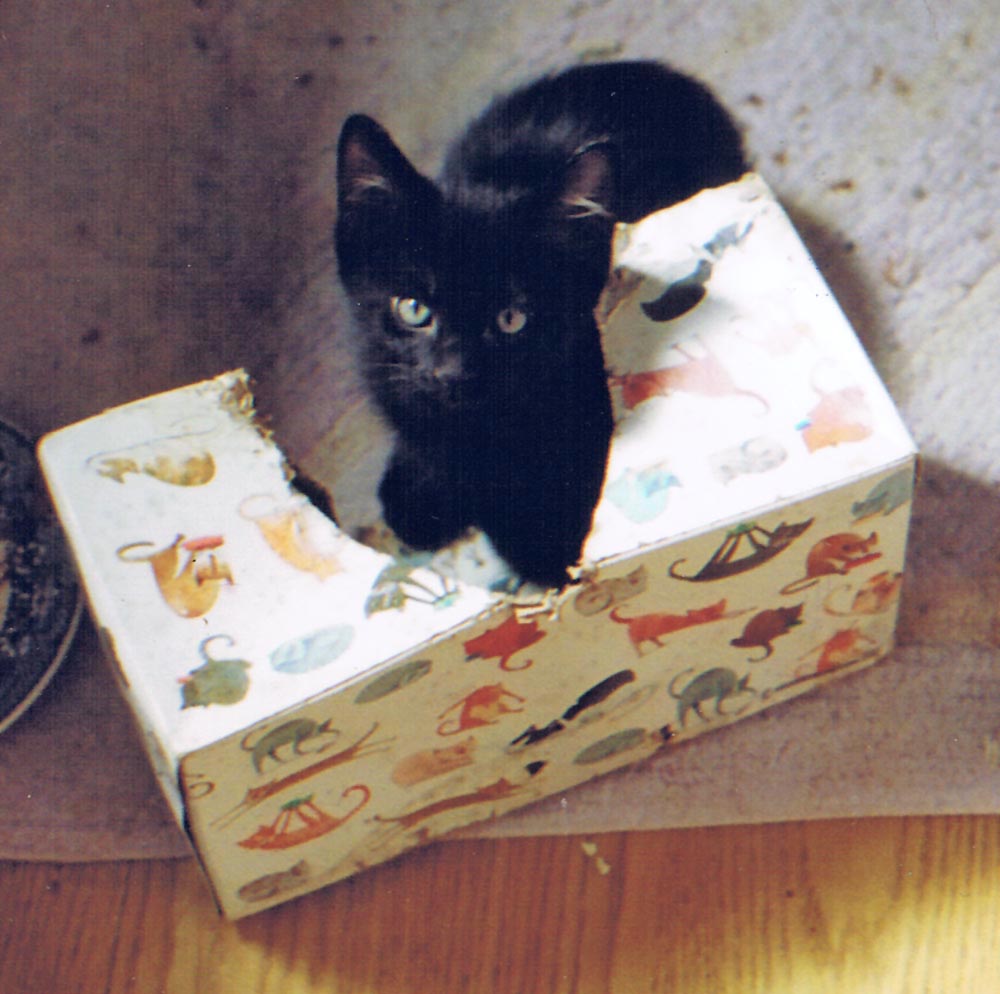 black kitten in kleenex box