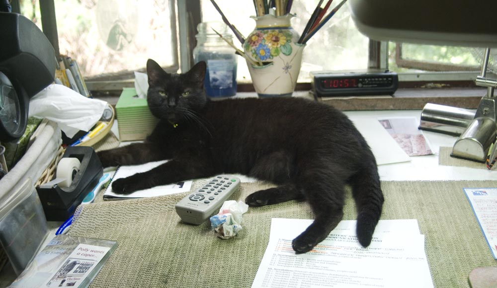 black cat on drawing table