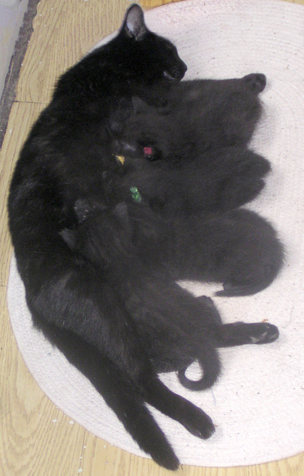 black cat nursing black kittens