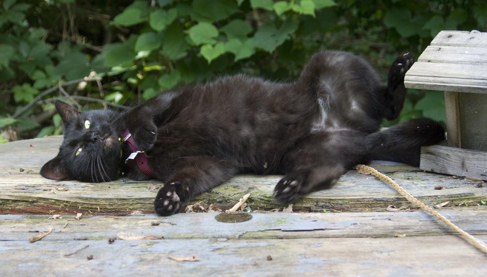 black cat rolling on picnic table