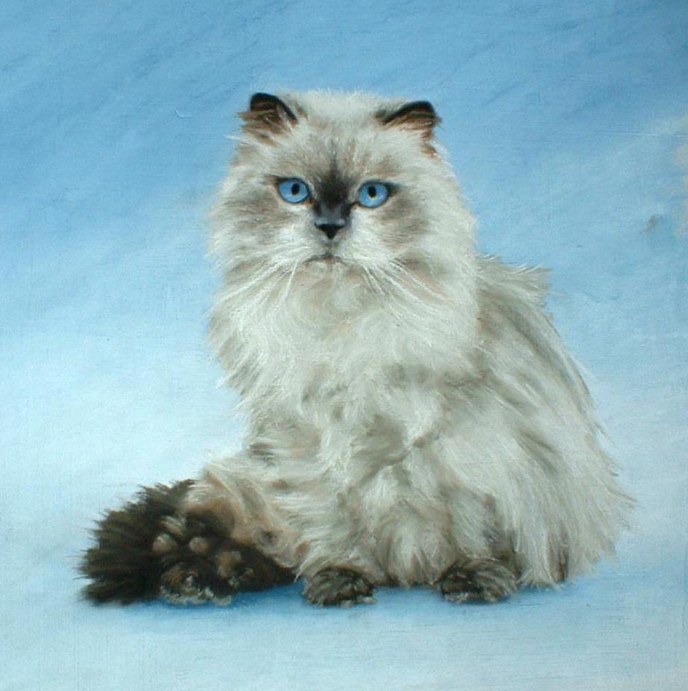 pastel portrait of a himalayan cat