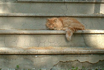 Orange cat on steps
