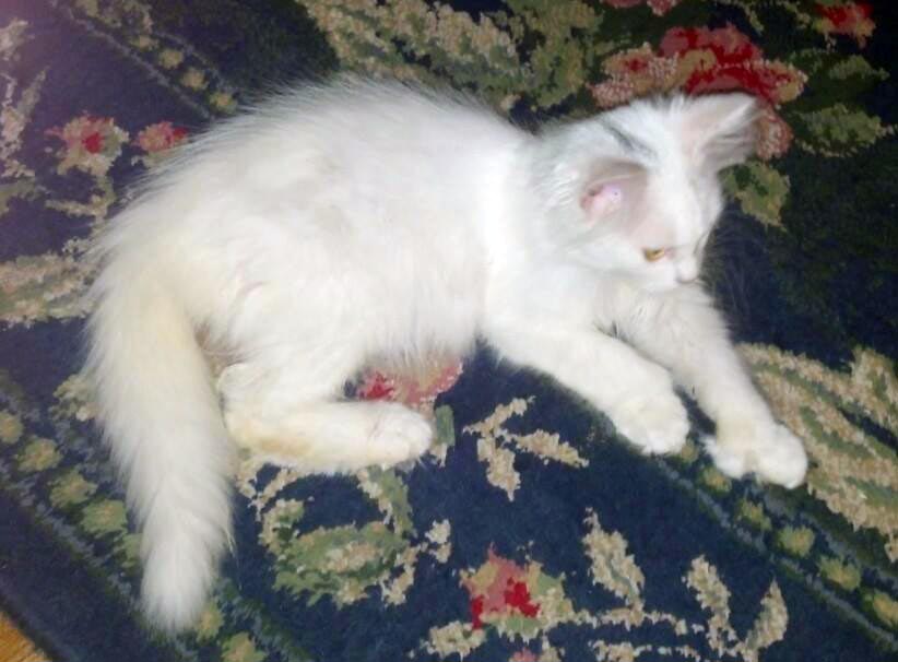 long-haired white kitten