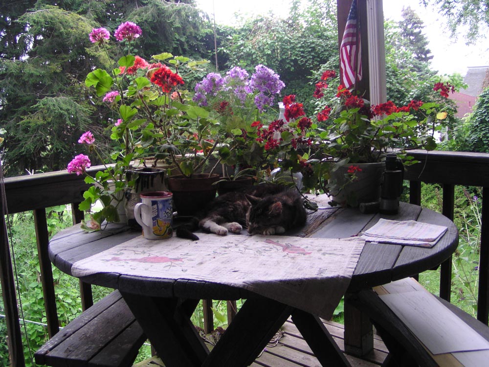 photo of cat on table with flowers