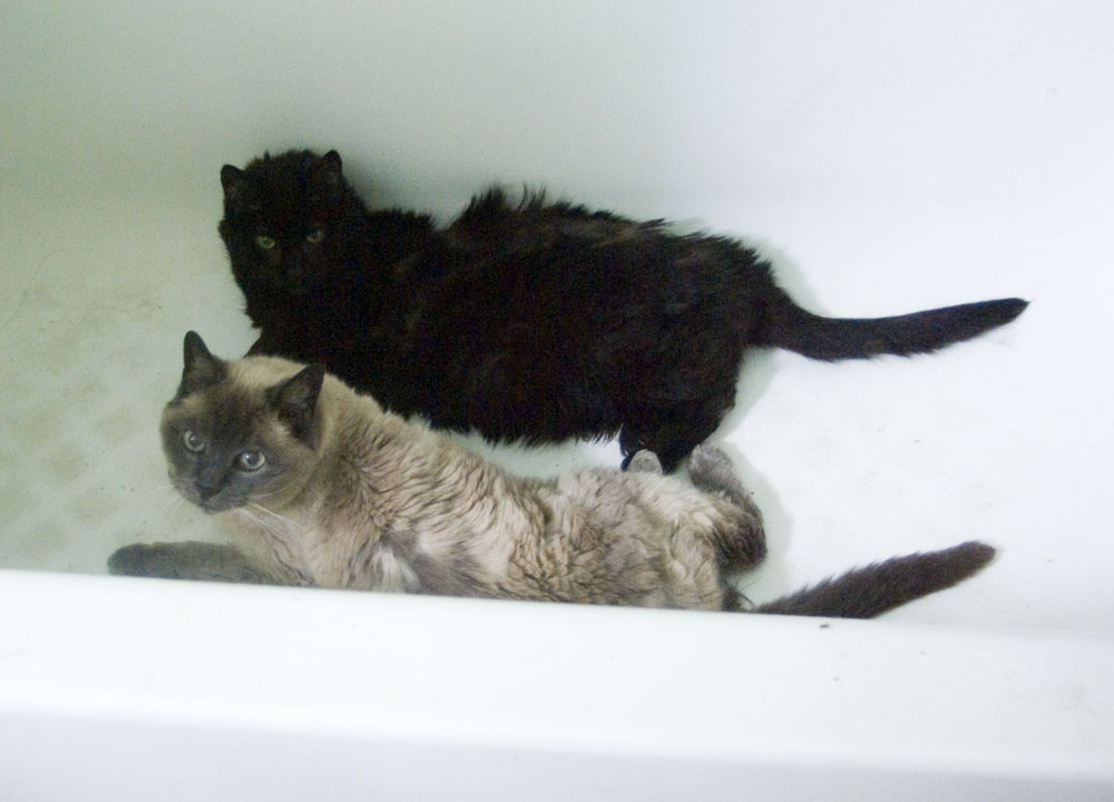 siamese and black cat in tub