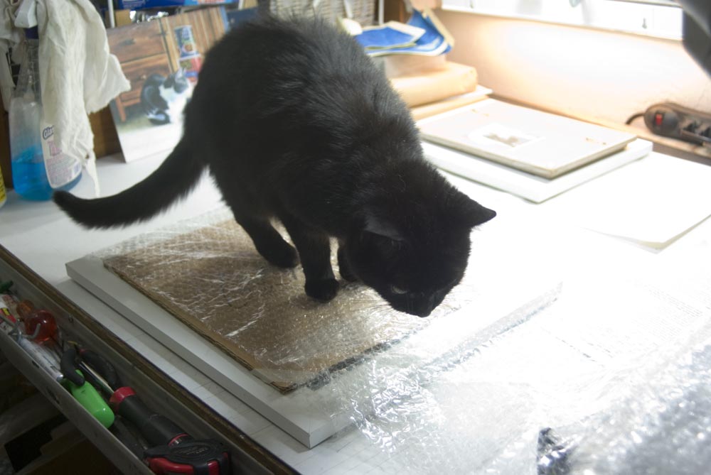 black cat on bubble wrap