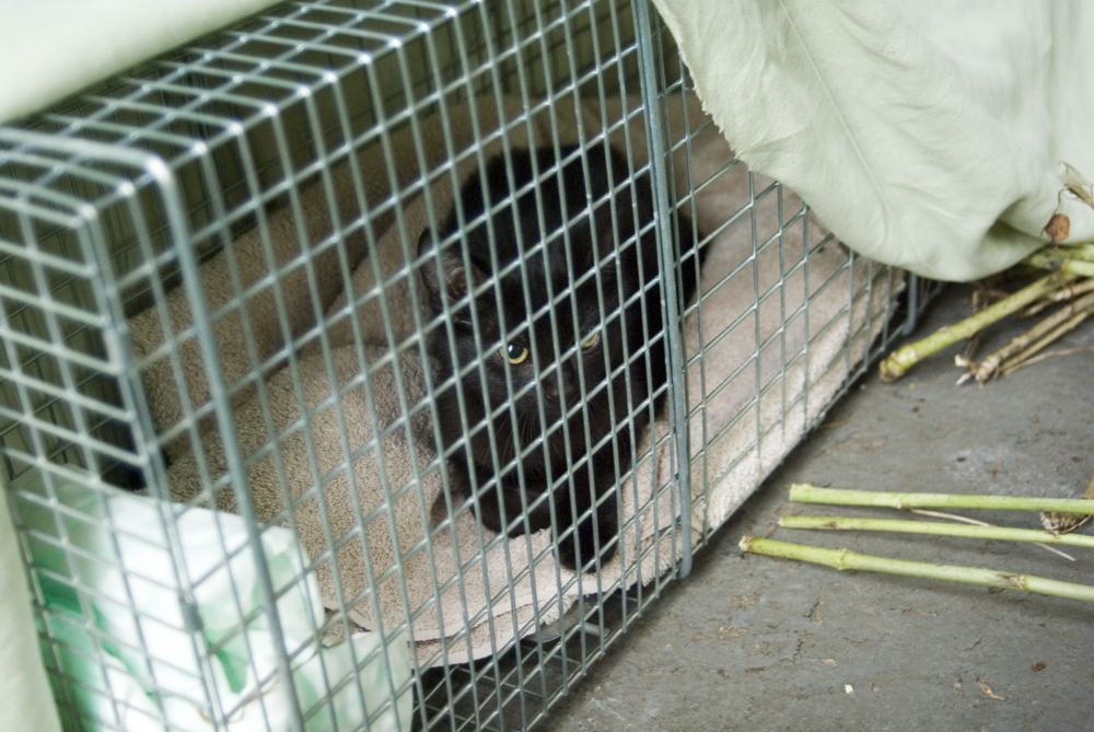 black kitten in cage