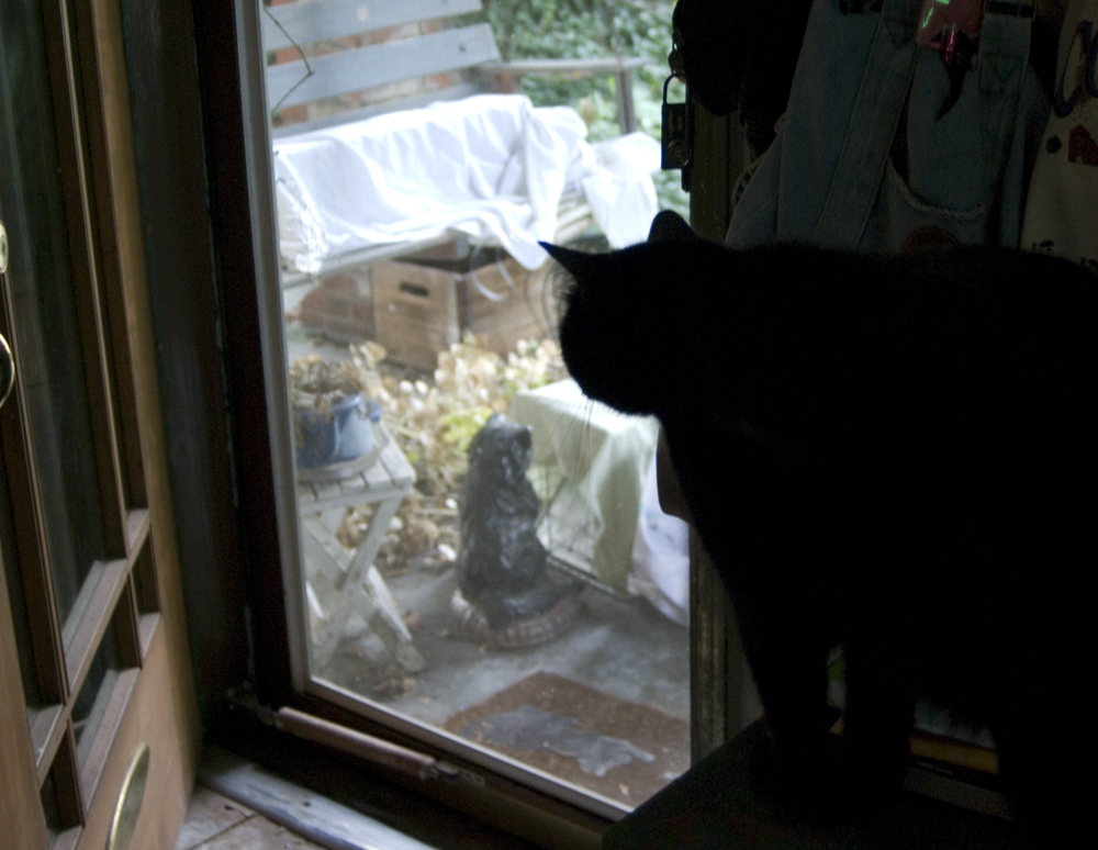 black cat looking out door