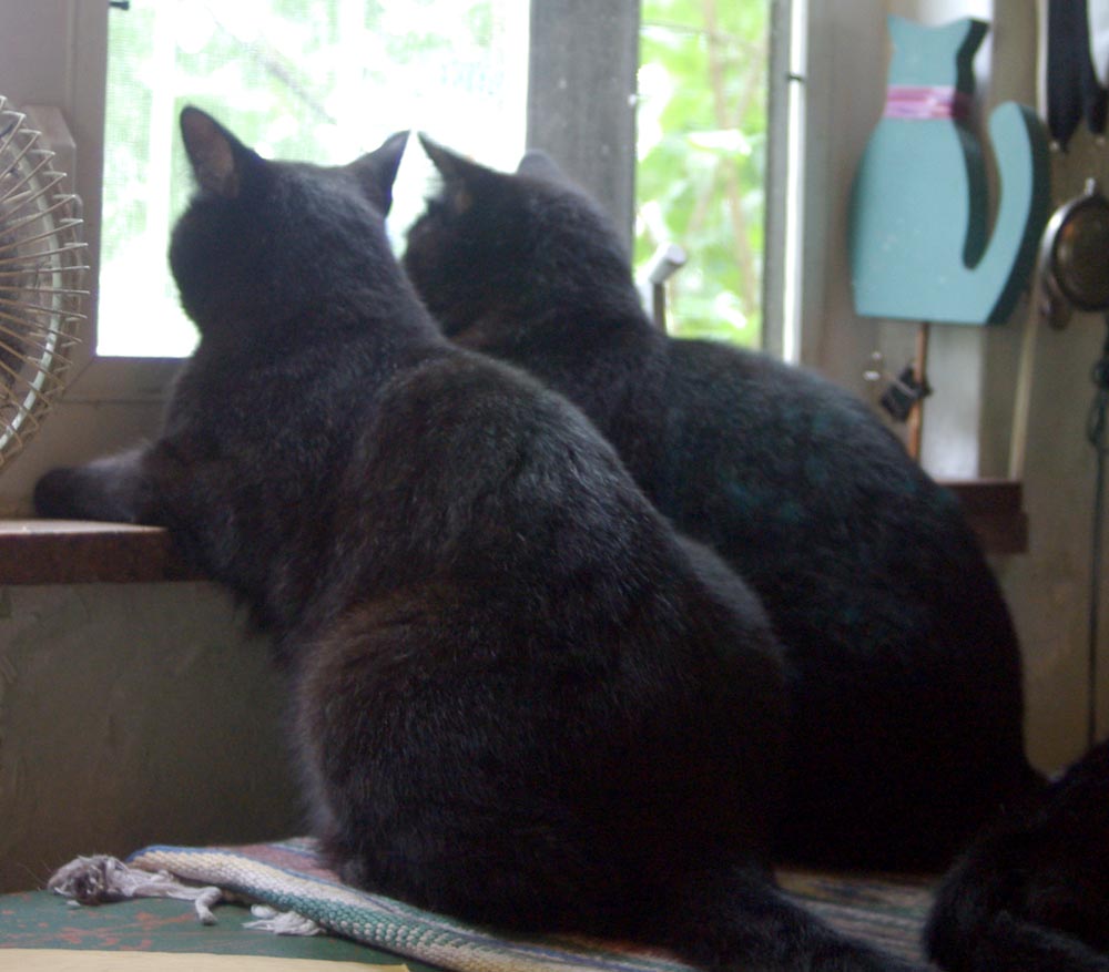 Two black cats at window