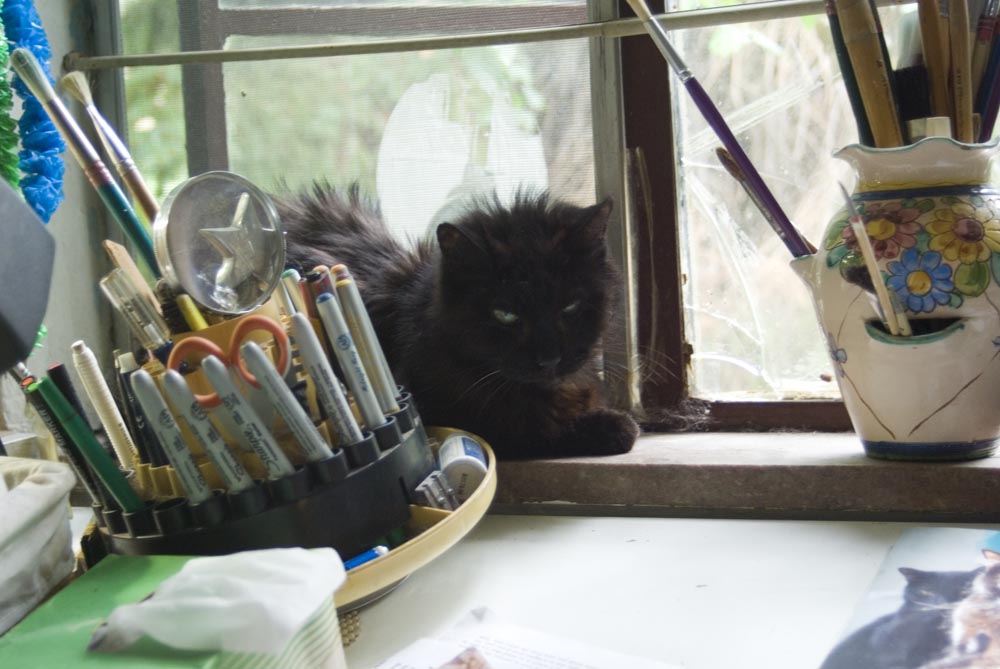 long-haired black cat on windowsill