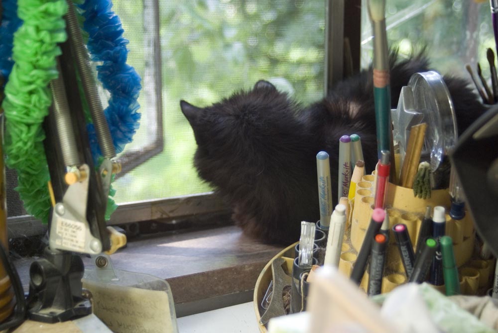long-haired black cat on windowsill