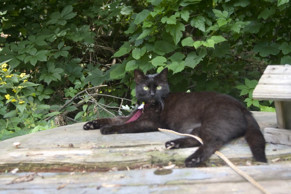 black cat on picnic table