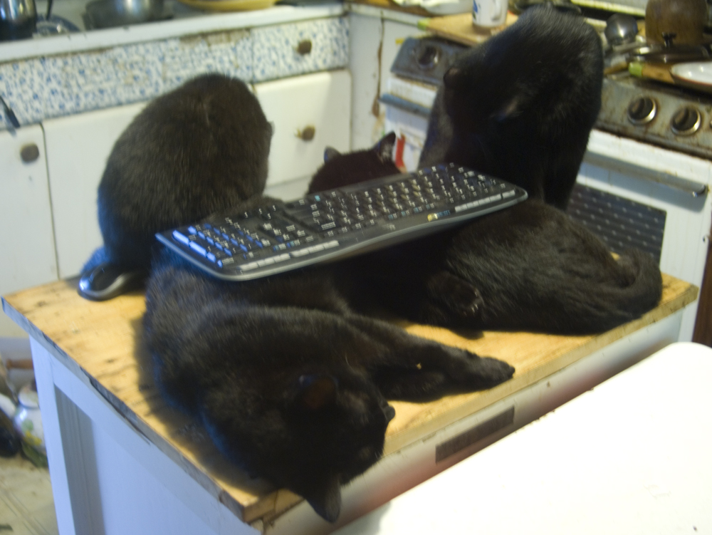 four black cats with keyboard