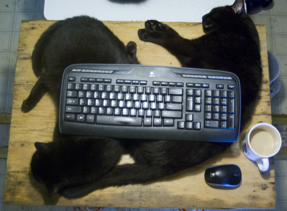 two black cats with keyboard