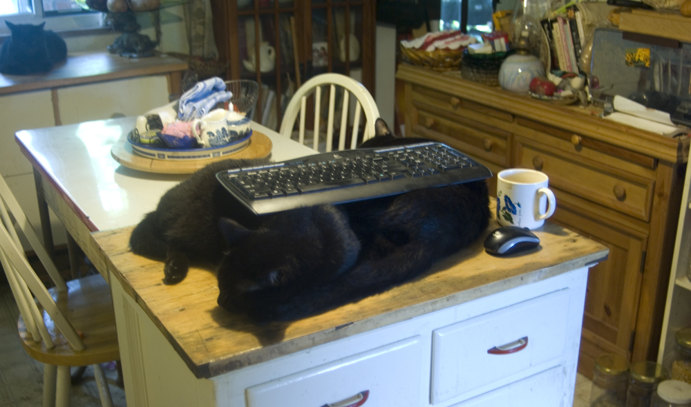 two black cats wth keyboard