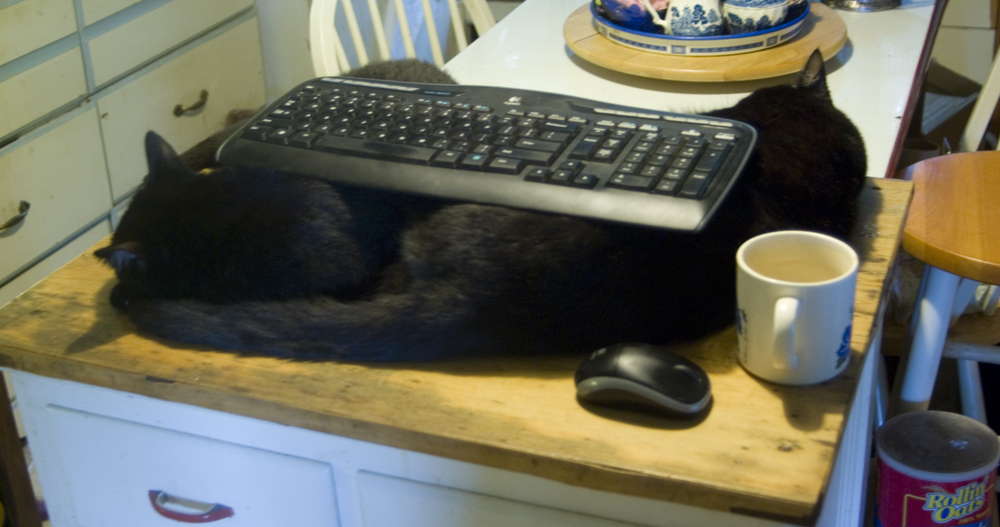 two black cats with keyboard across
