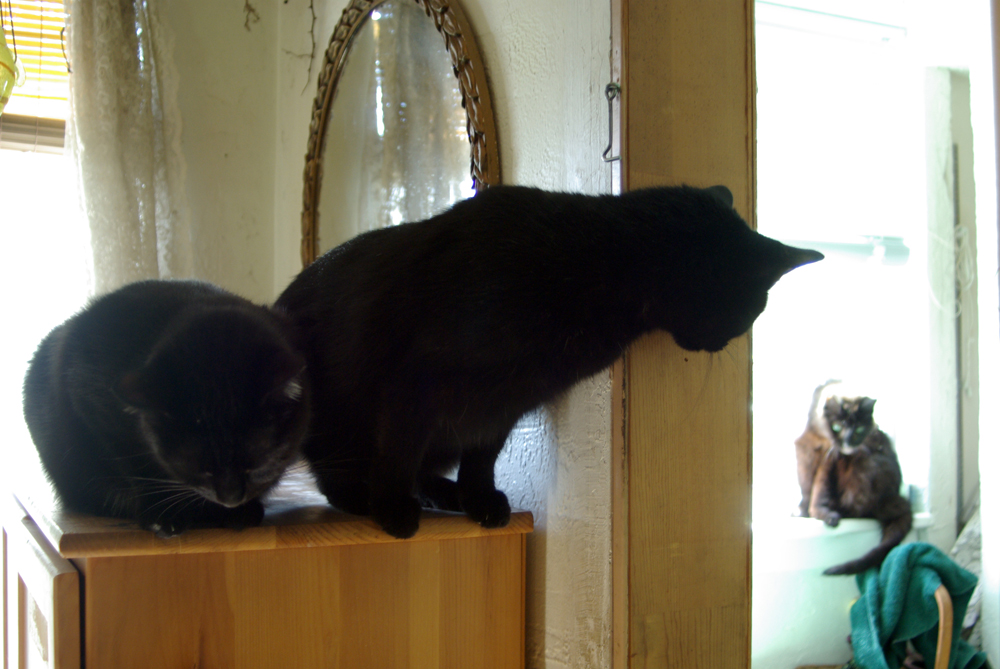 two black cats looking in bathroom at black cat