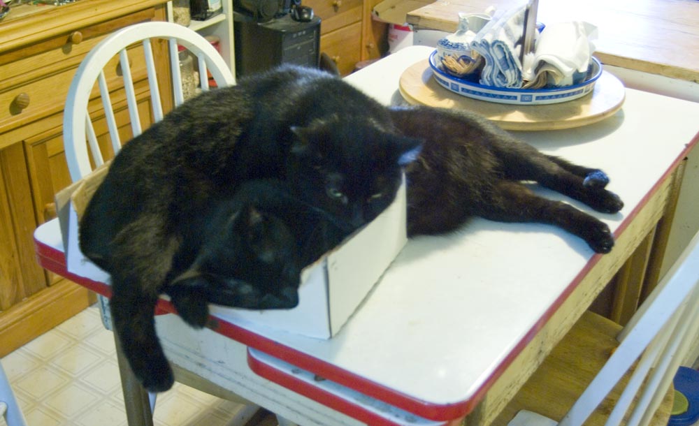 two black cats with box