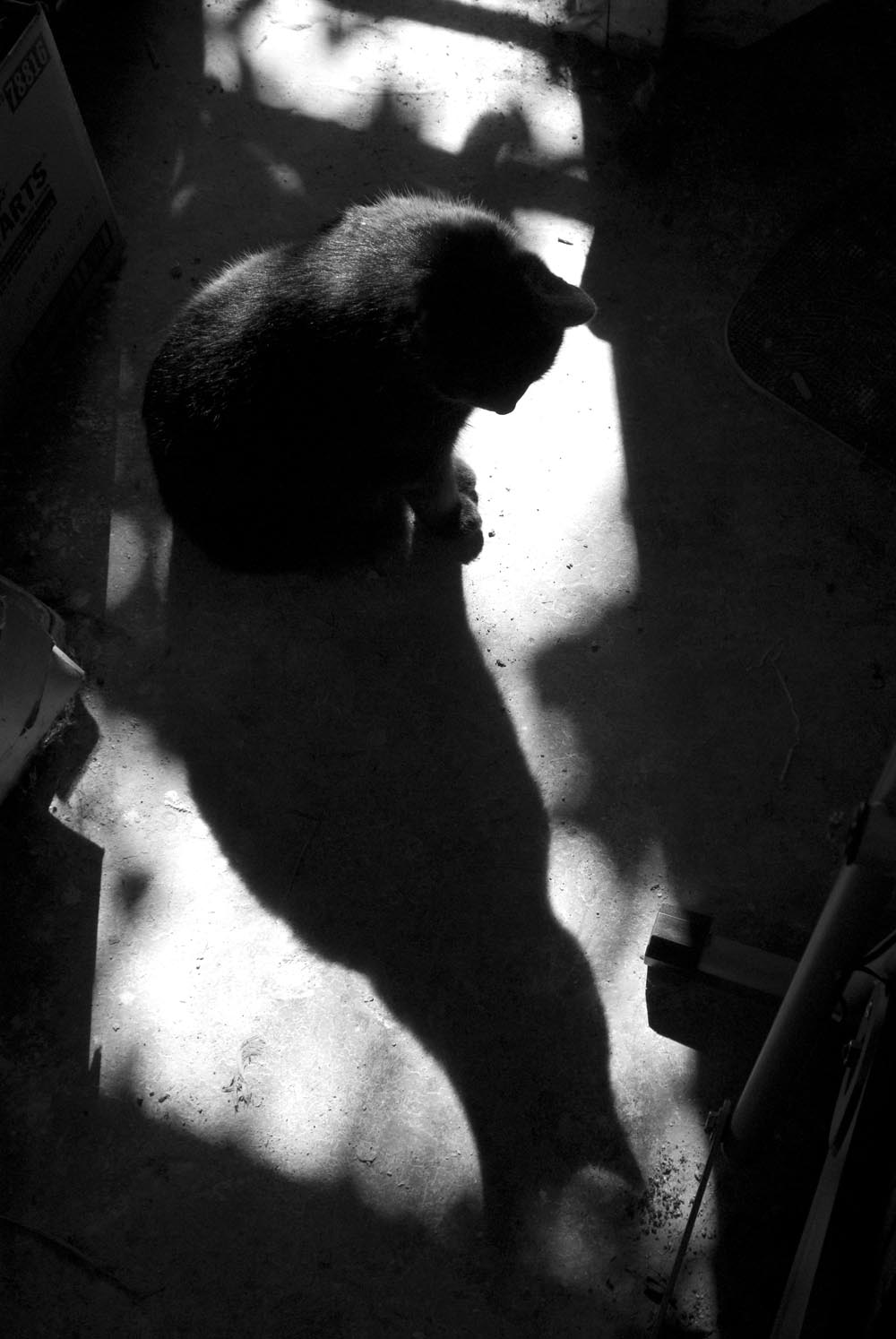 black cat and shadow with leaf shadows