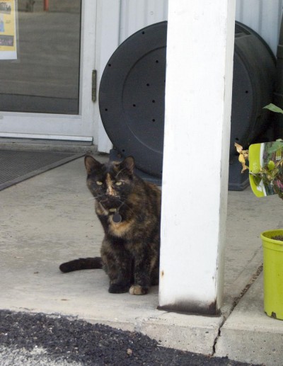 tortie cat by porch post