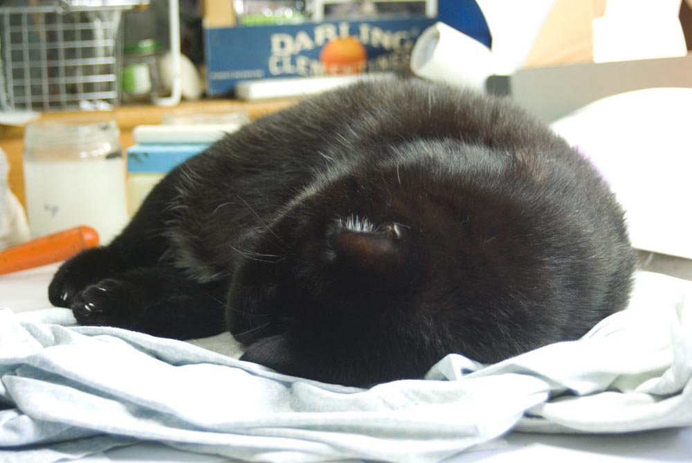 black cat curled up asleep
