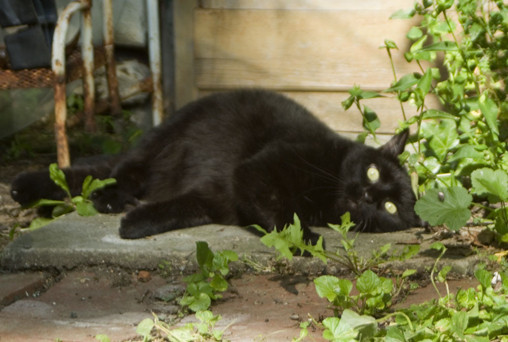 black cat on concrete