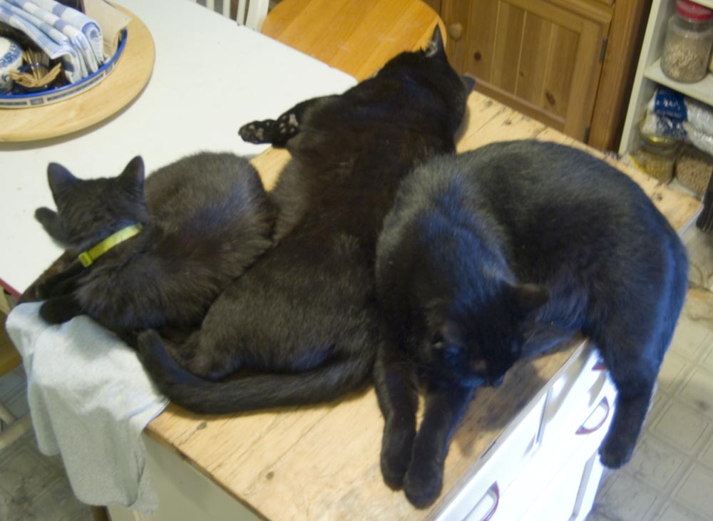 three black cats on cabinet
