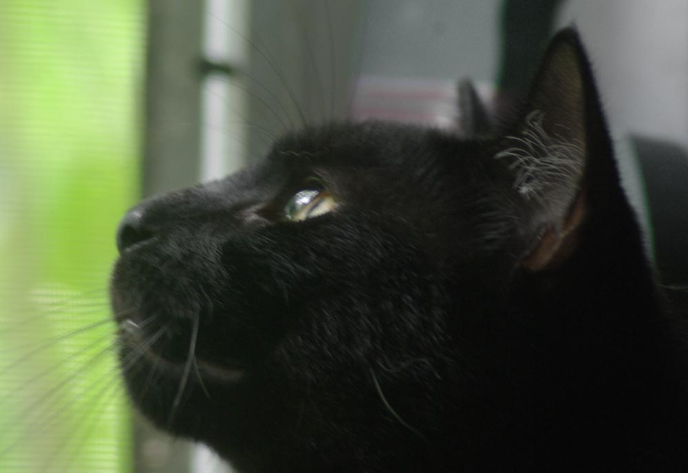 black cat looking out window.