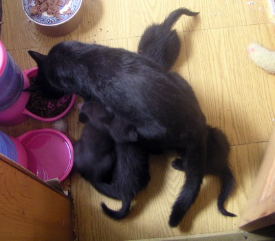 black cat with black kittens