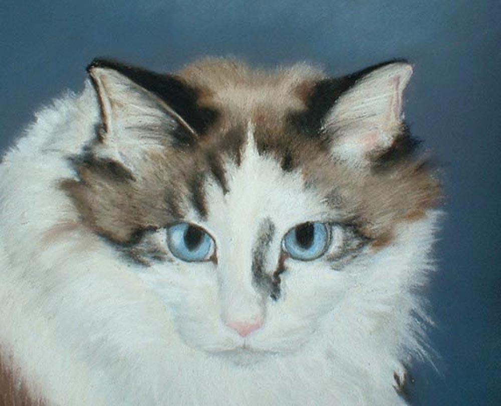 detail of pastel cat portrait