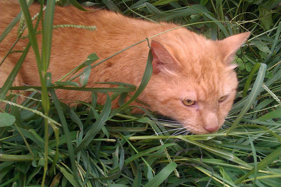 orange cat in grass