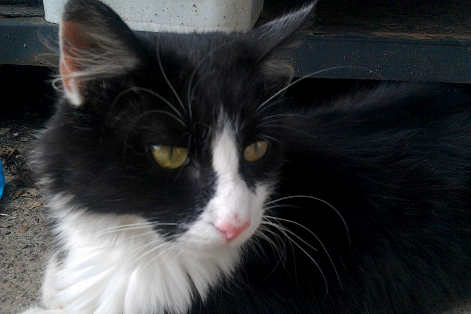 long-haired black and white cat