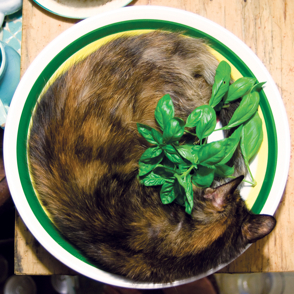 tortoiseshell cat in pasta bowl