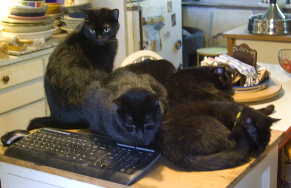 five black cats in kitchen