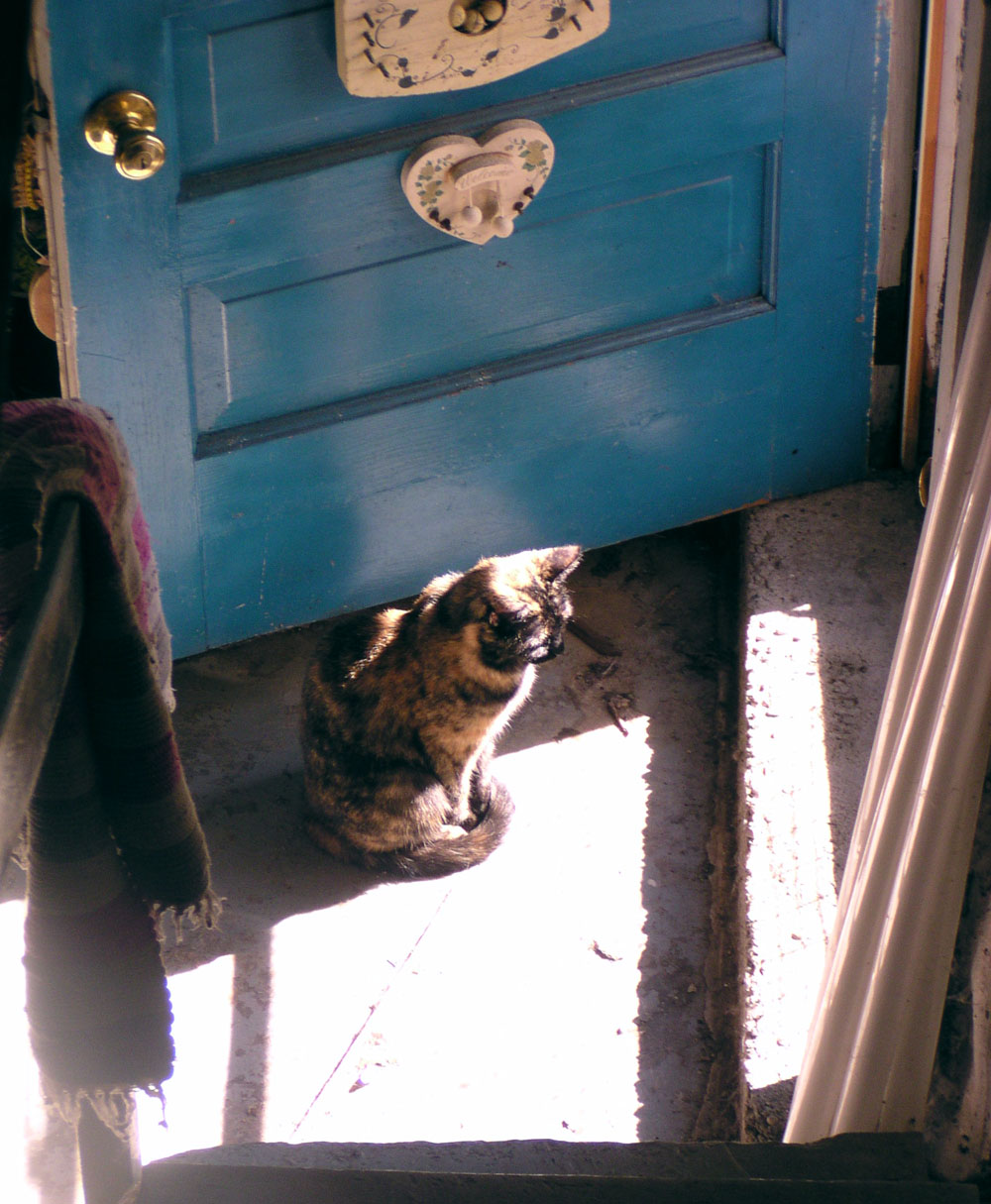 tortoiseshell cat blue door