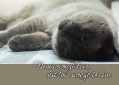 sympathy card with siamese cat Never enough time but time enough to love.