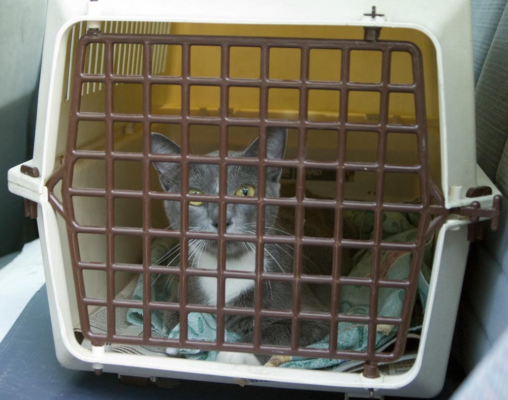 gray kitty in carrier
