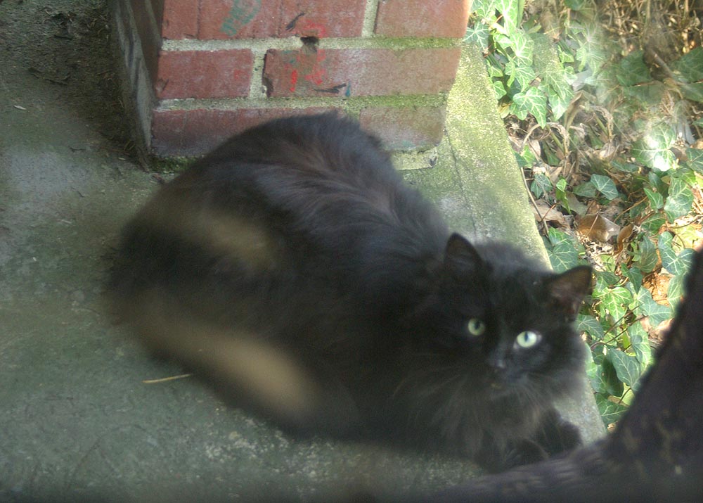long haired black cat