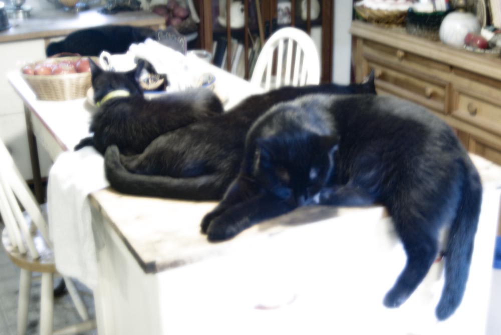 five black cats sleeping in kitchen