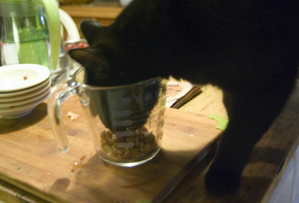 black cat eating peanuts