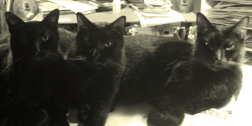 three black cat faces