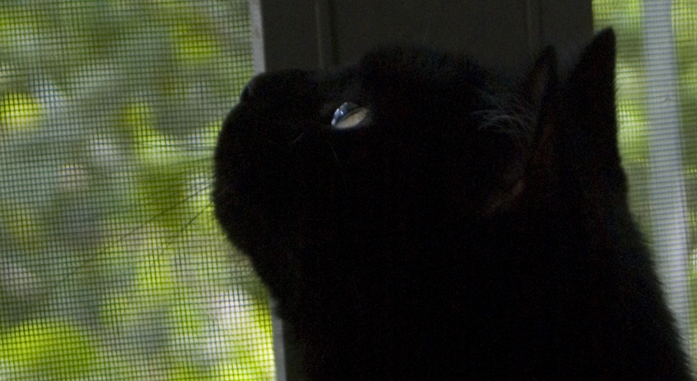 black cat looking upward