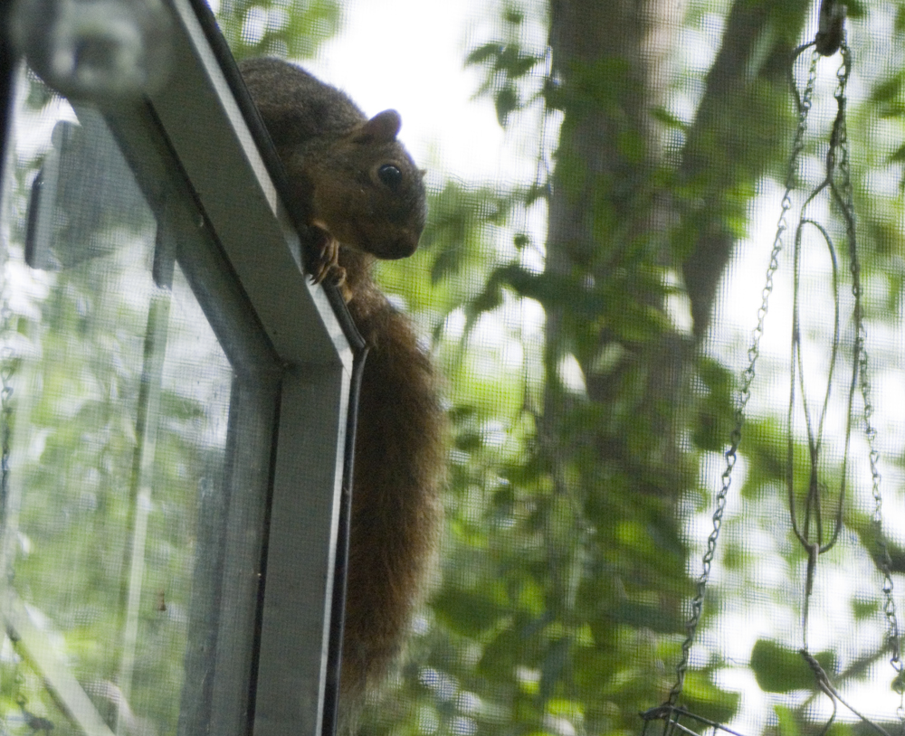 squirrel on window