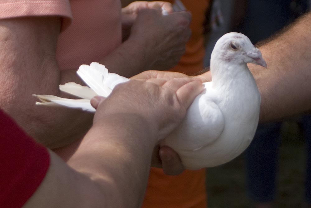 white dove with hands