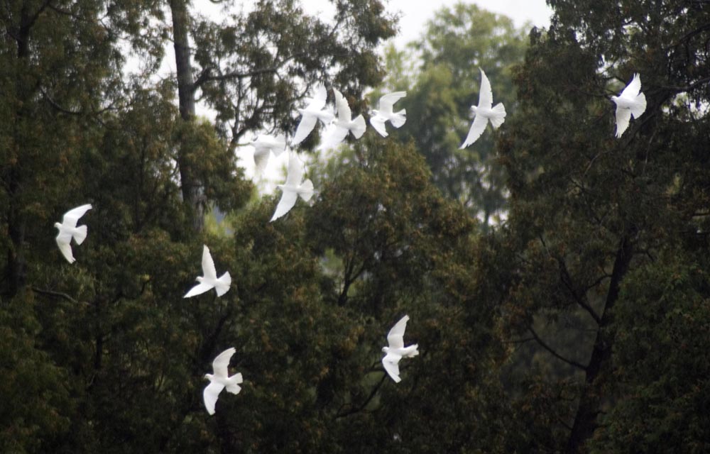 white doves in trees