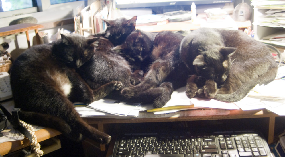four black cats sleeping