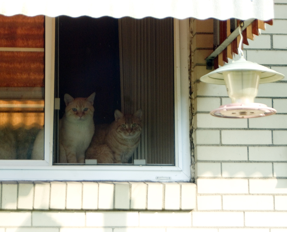 two cats in window